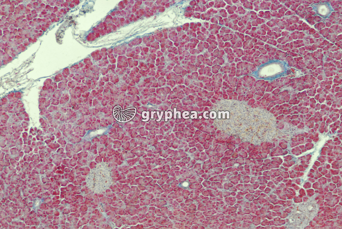 Pancréas x25 - gryphea.org